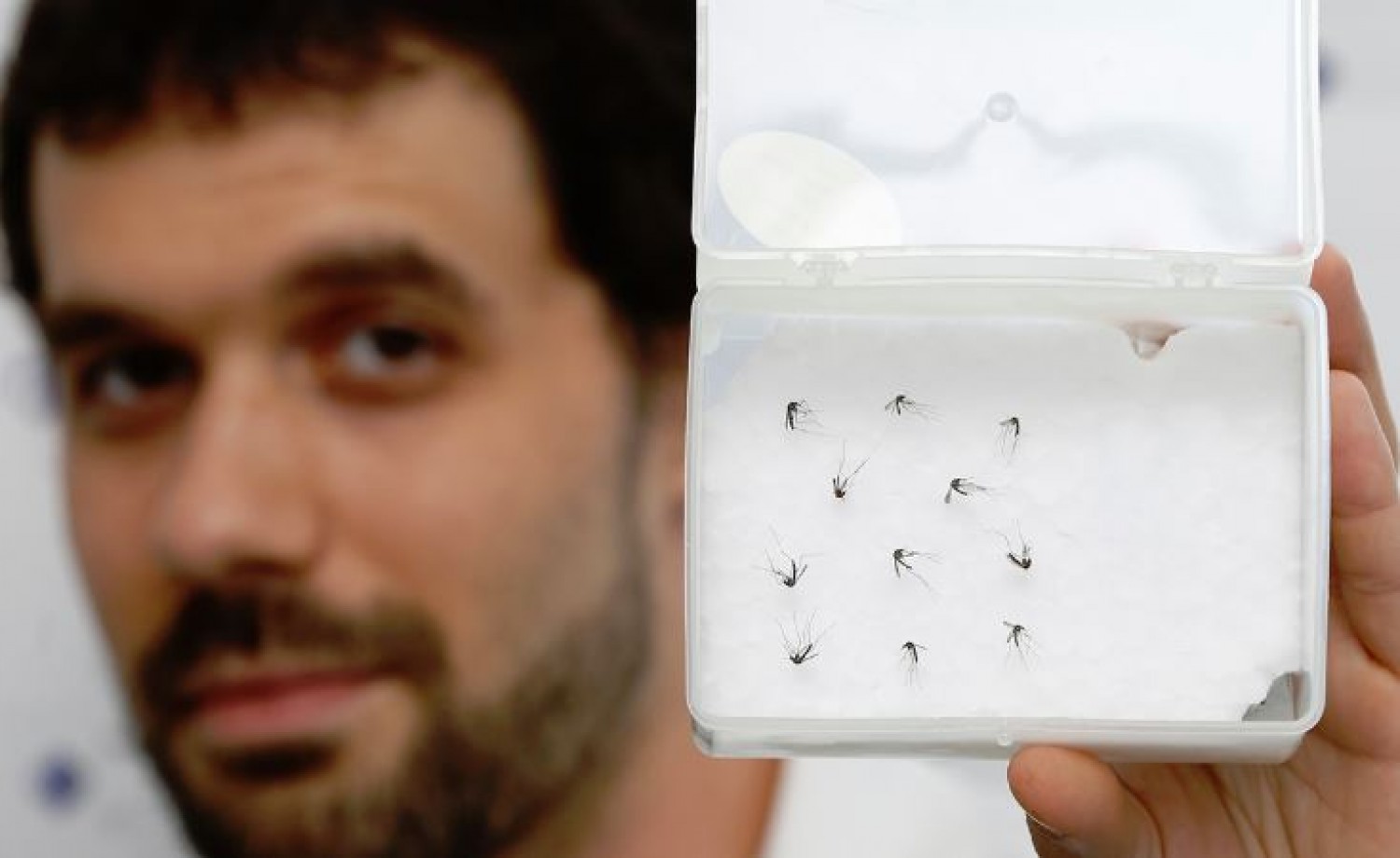 Veszélyes új szúnyogfaj terjed Magyarországon