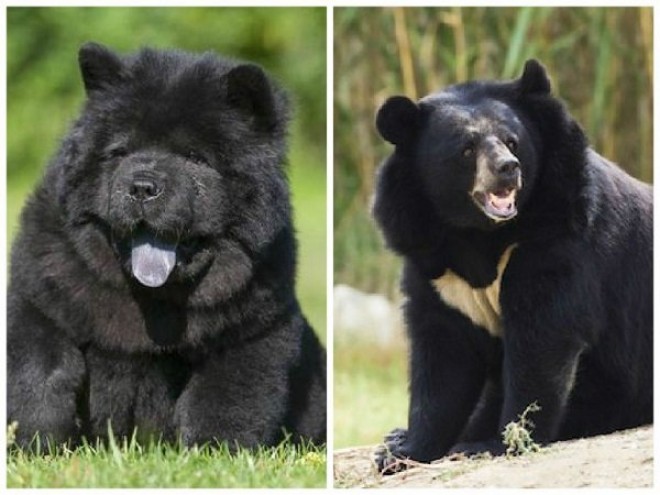 ELKÉPESZTŐ történet! Két év után jött rá, hogy a kutyái valójában medvék!