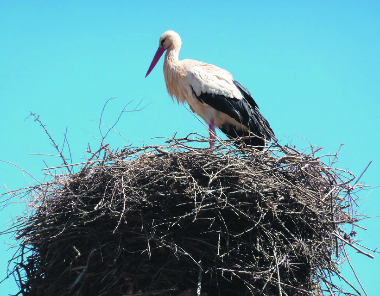 A madármentőket hívták, mert féltek, hogy a gólyák koronavírussal fertőzhetik meg a települést